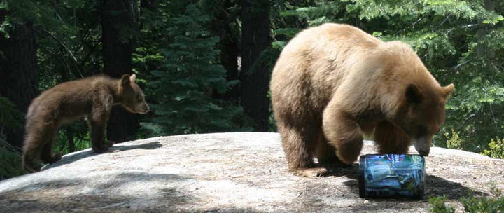 Bear Awareness in the Wilderness